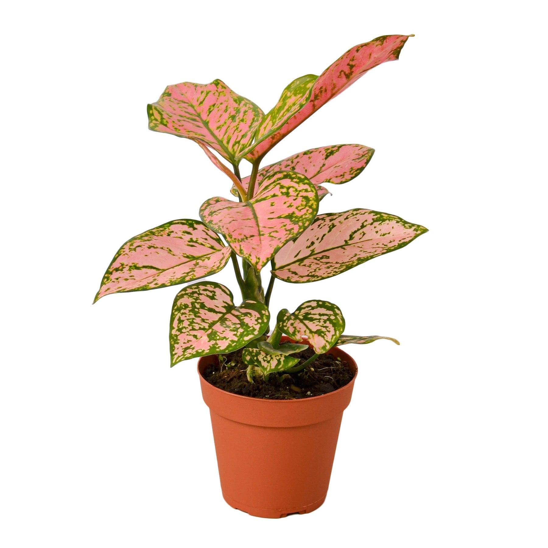 Chinese Evergreen 'Lady Valentine' - 4