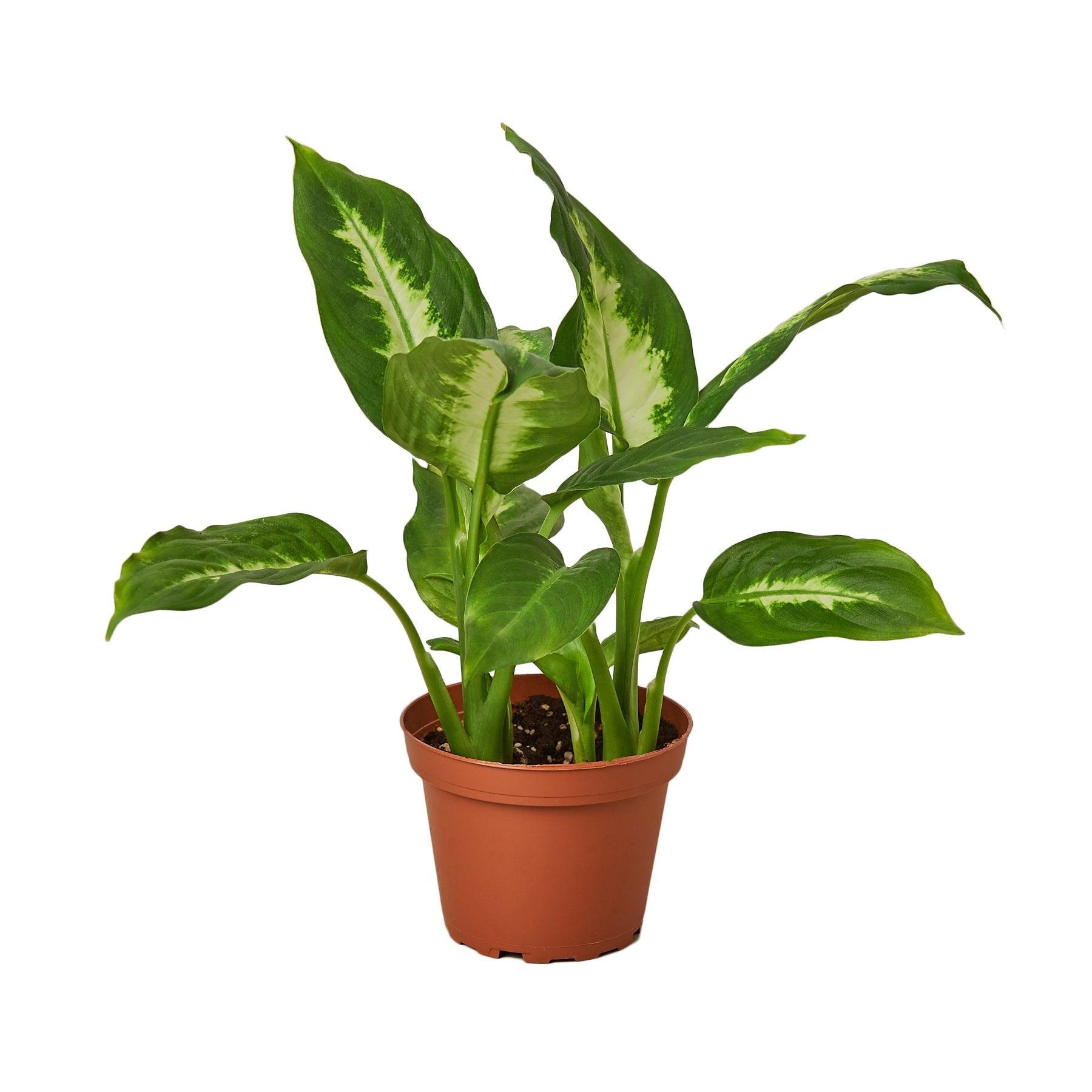 Dieffenbachia Camille - 4