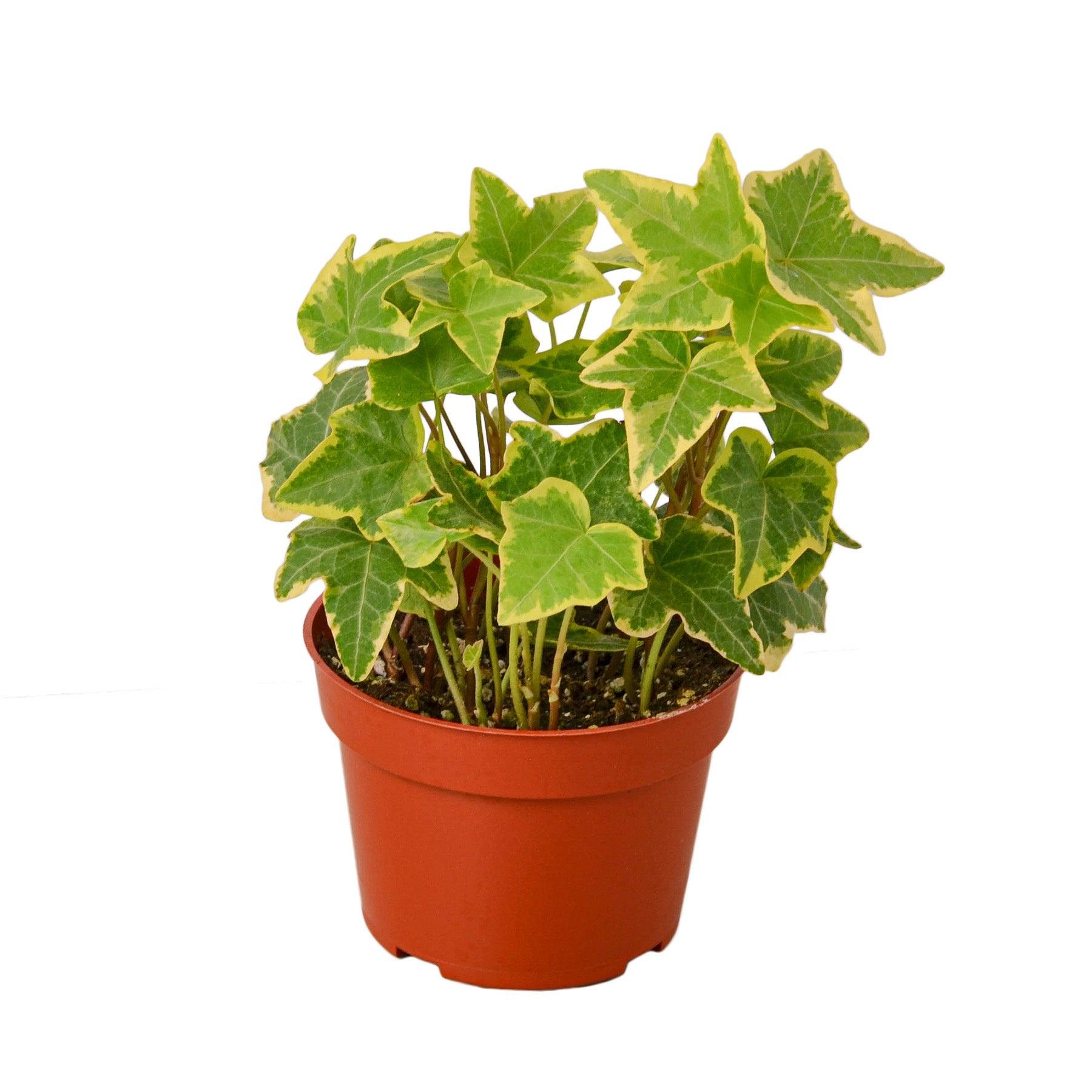 2 English Ivy Variety Pack - 4