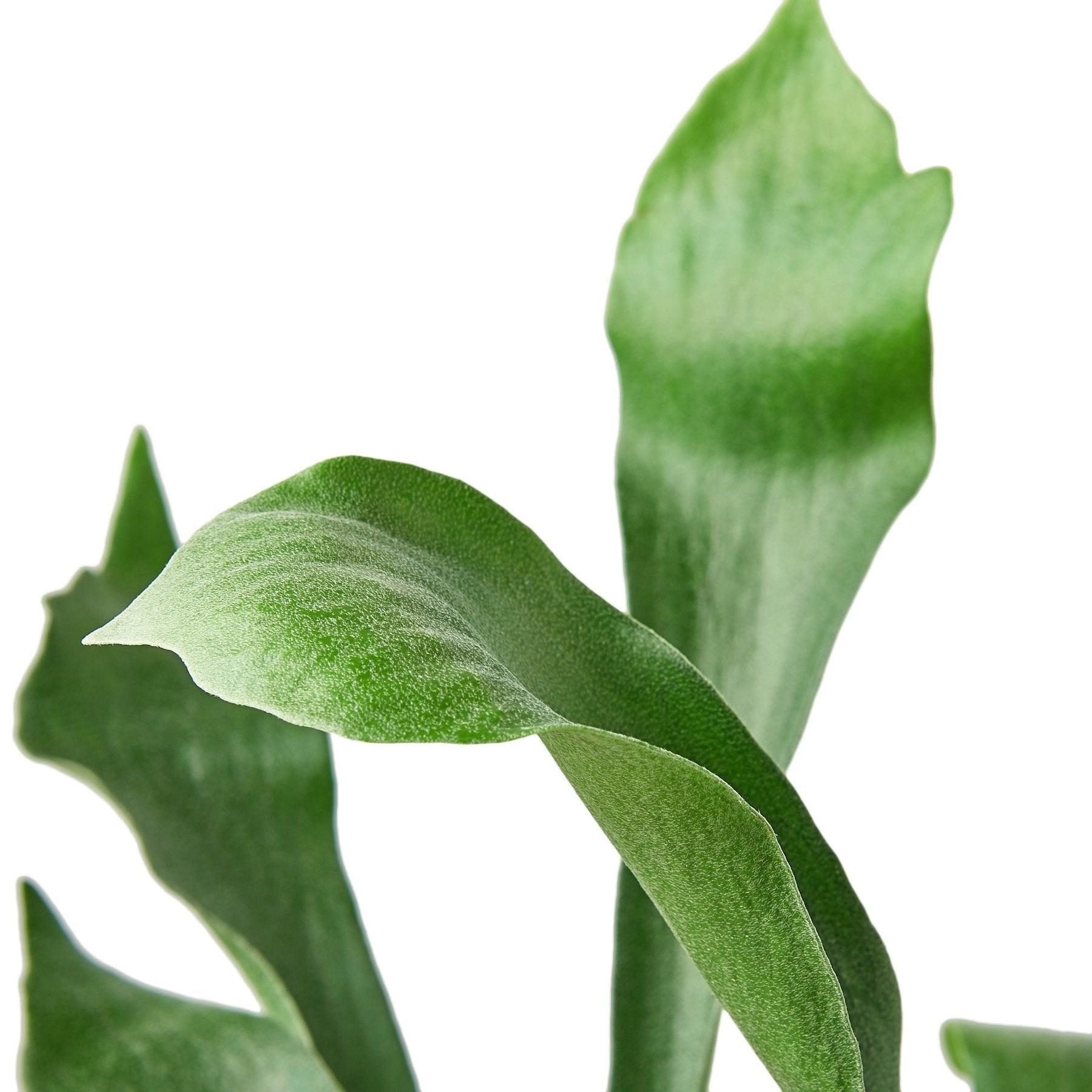 Staghorn Fern - 6