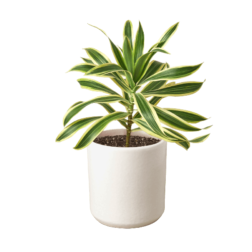 Dracaena 'Song of India'