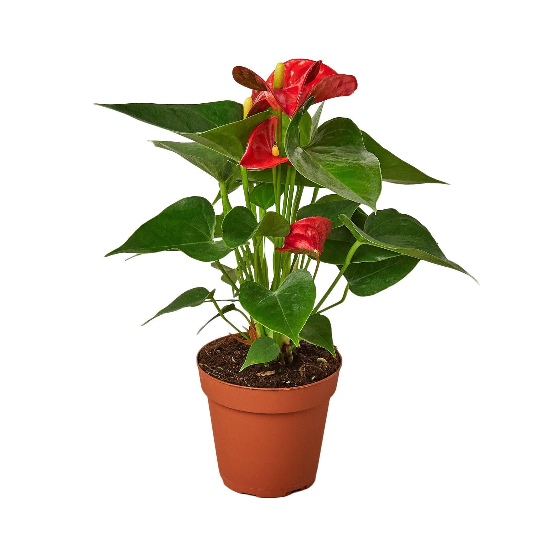 2 Anthurium Variety Pack - 4