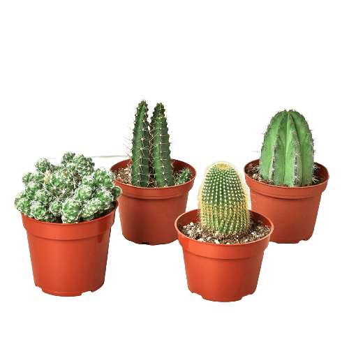 4 Cacti Variety Pack - 4.0