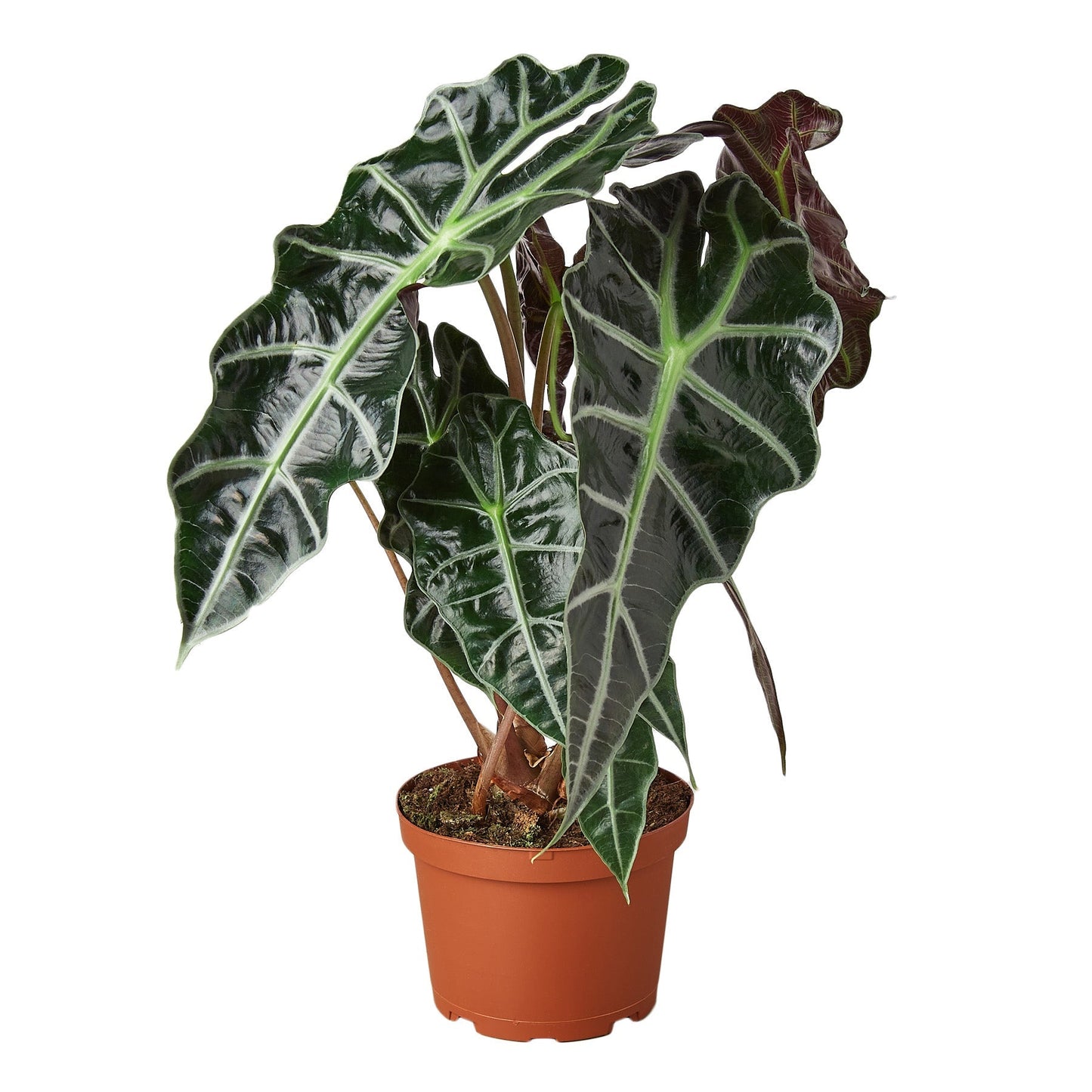 Alocasia Polly 'African Mask' - 4" Pot - NURSERY POT ONLY
