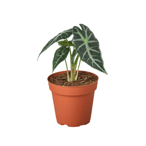 Alocasia Amazonica 'Bambino'