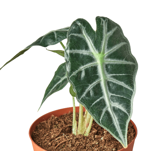 Alocasia Amazonica 'Bambino'