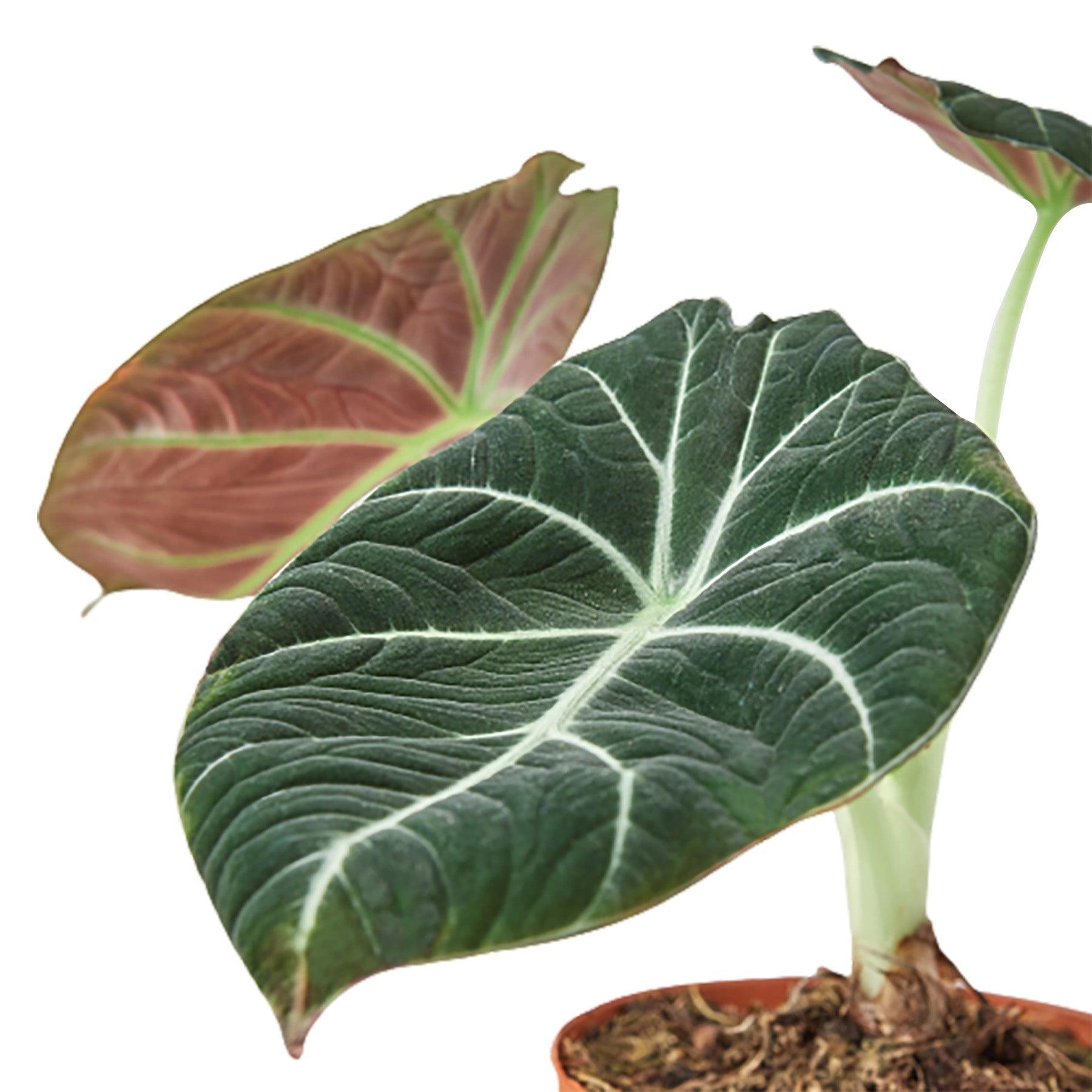 Alocasia Reginula 'Black Velvet' - 6