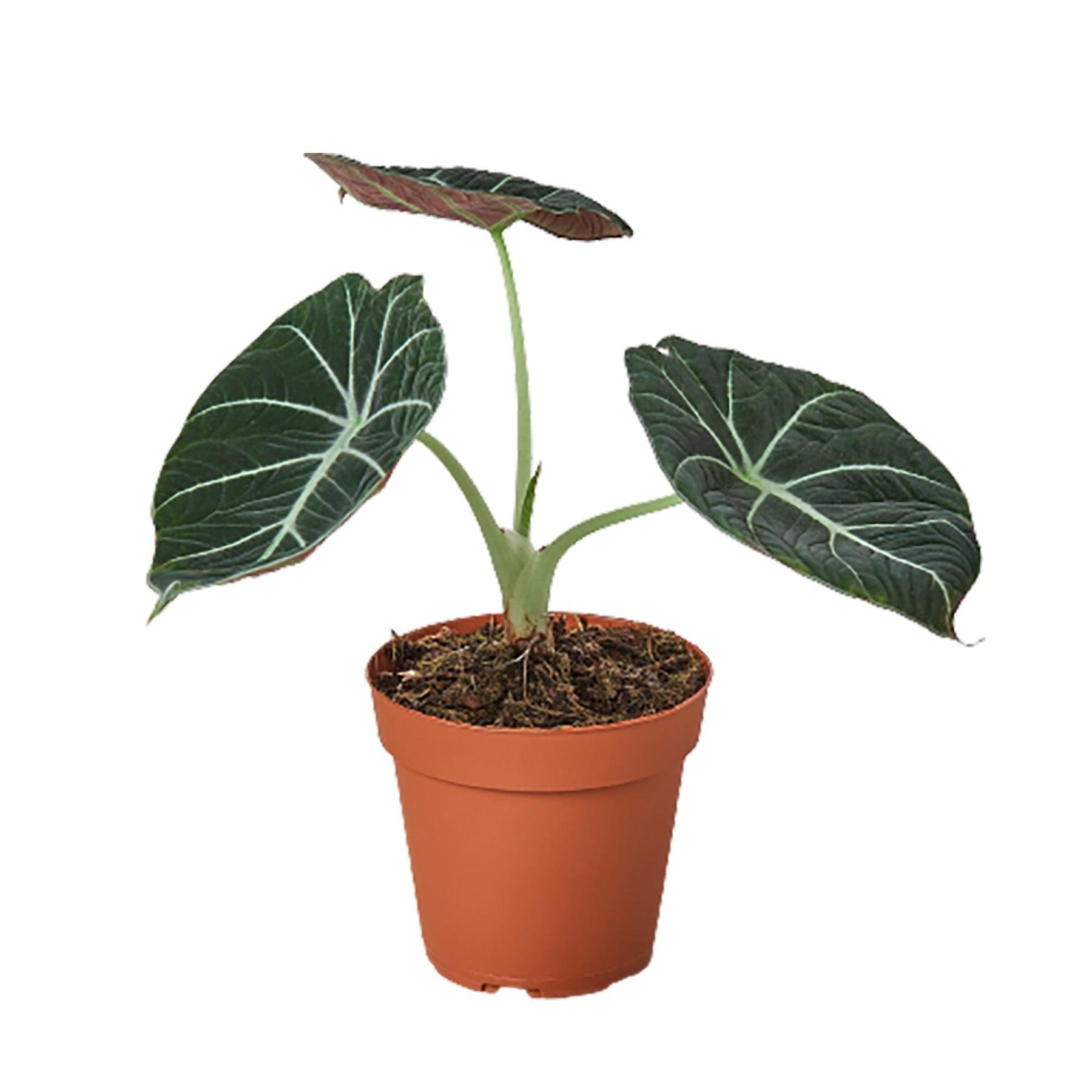 Alocasia Reginula 'Black Velvet' - 6