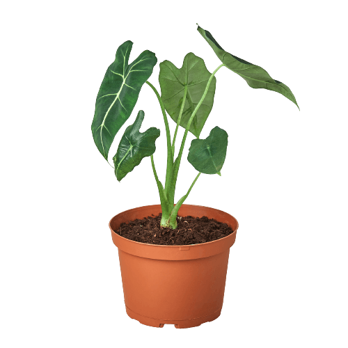 Alocasia Micholitziana 'Frydek'