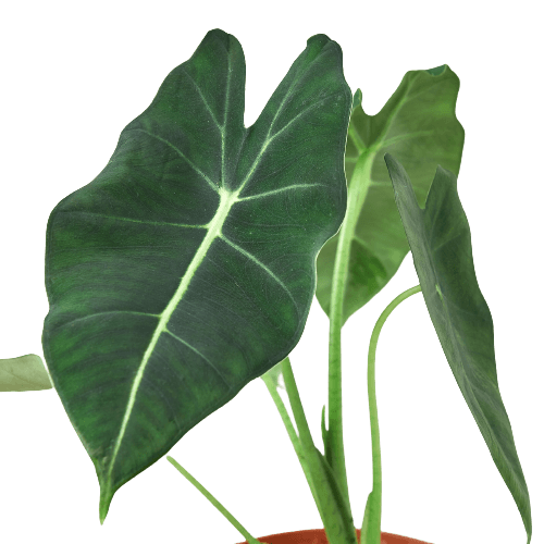 Alocasia Micholitziana 'Frydek'