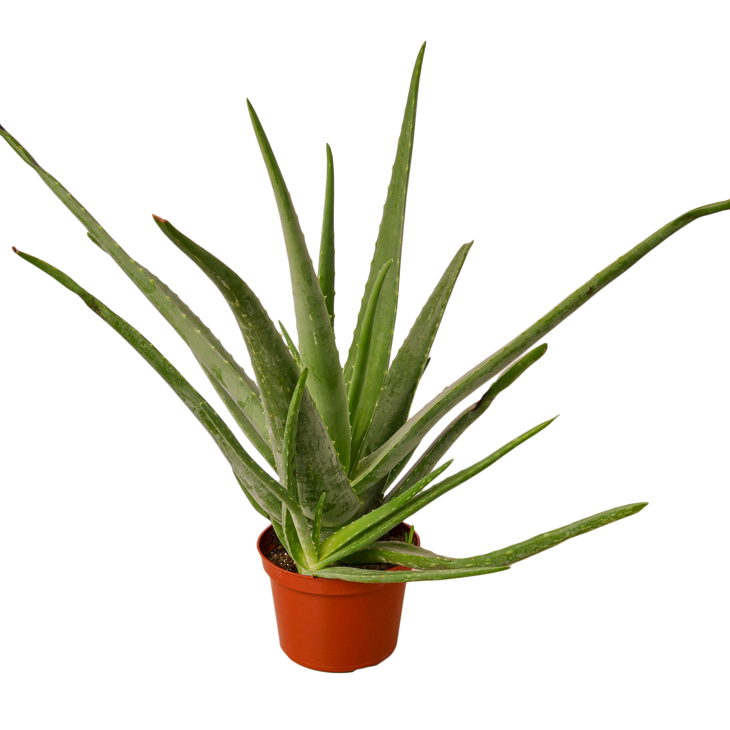 Aloe Vera - 6" Pot - NURSERY POT ONLY