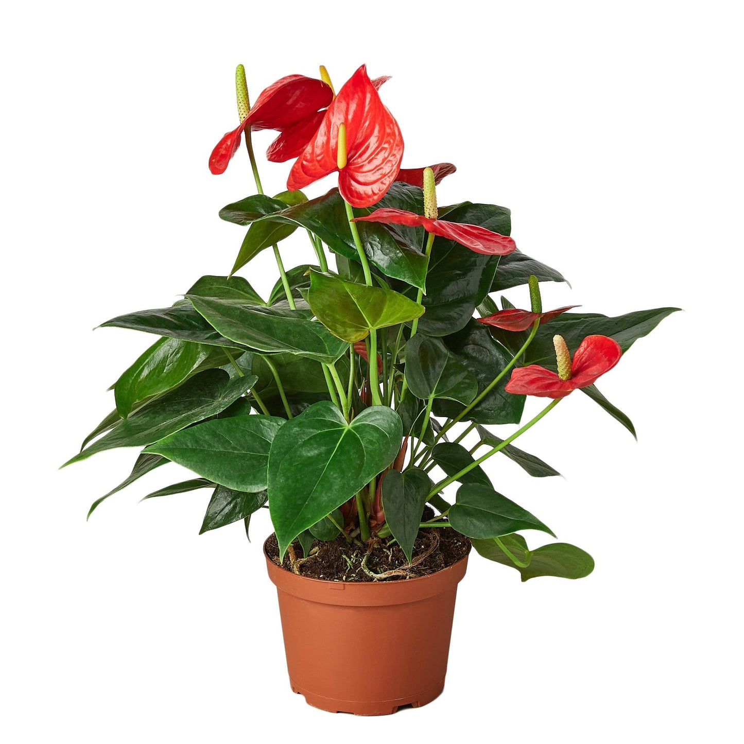 Anthurium 'Red' - 4" Pot - NURSERY POT ONLY