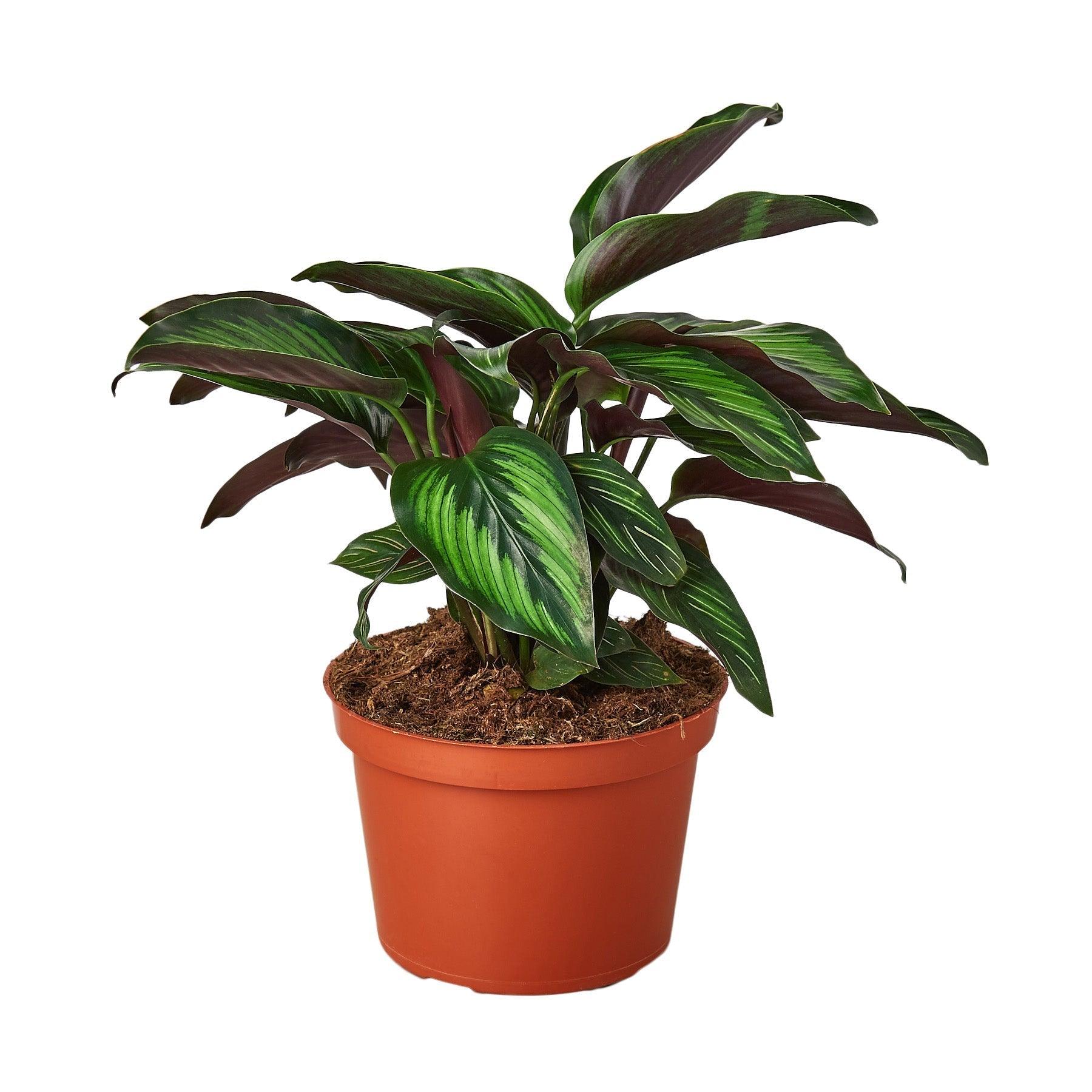 Calathea 'Beauty Star' - 6