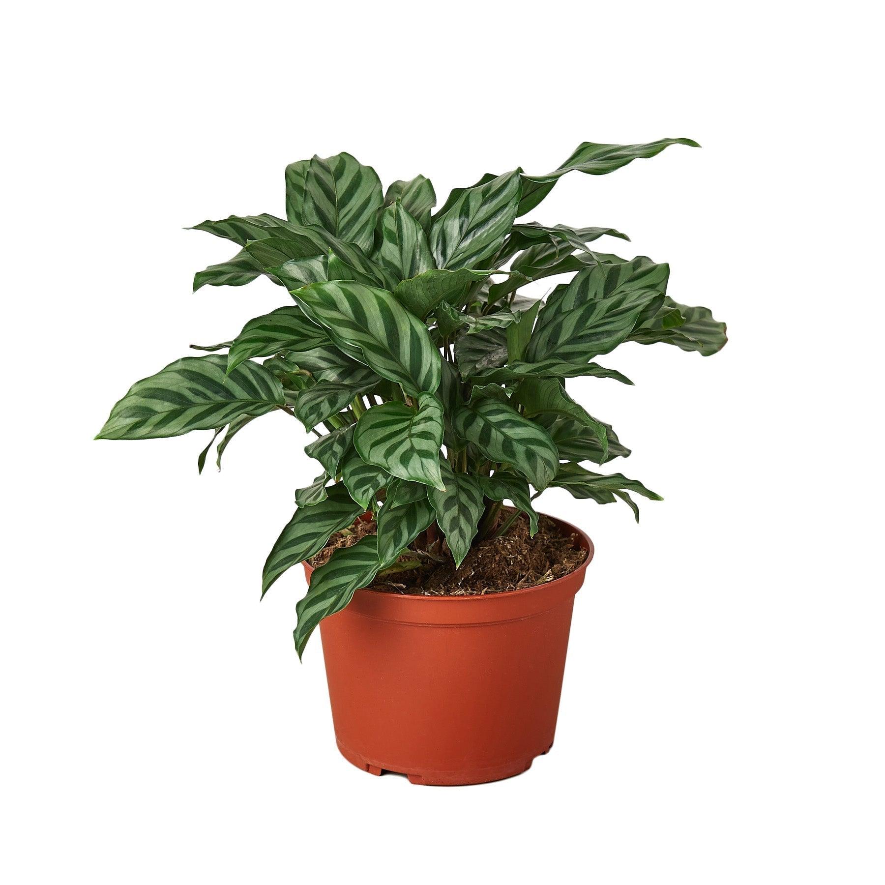 Calathea Concinna 'Freddie' - 6