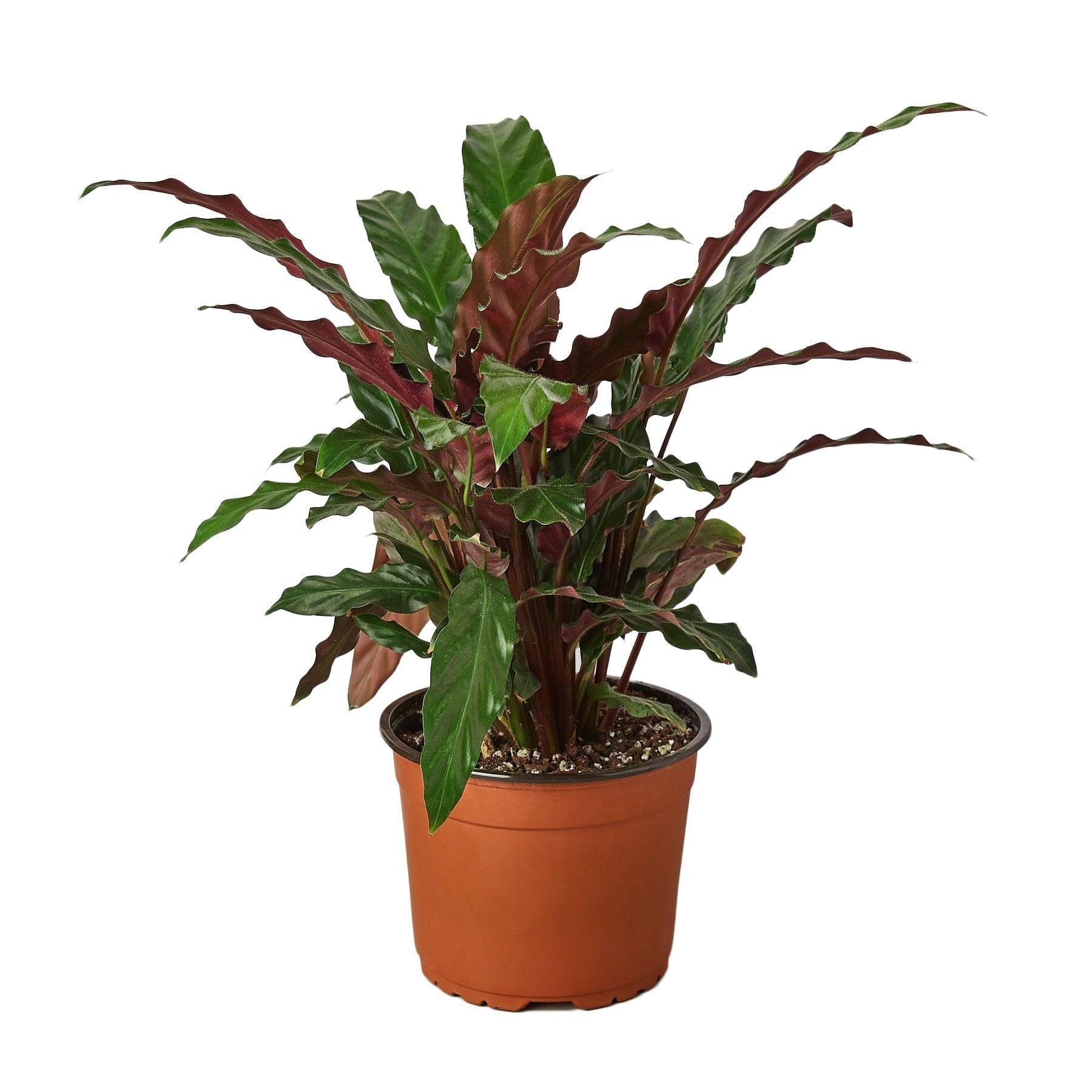 Calathea Rufibarba 'Furry Feather' - 6