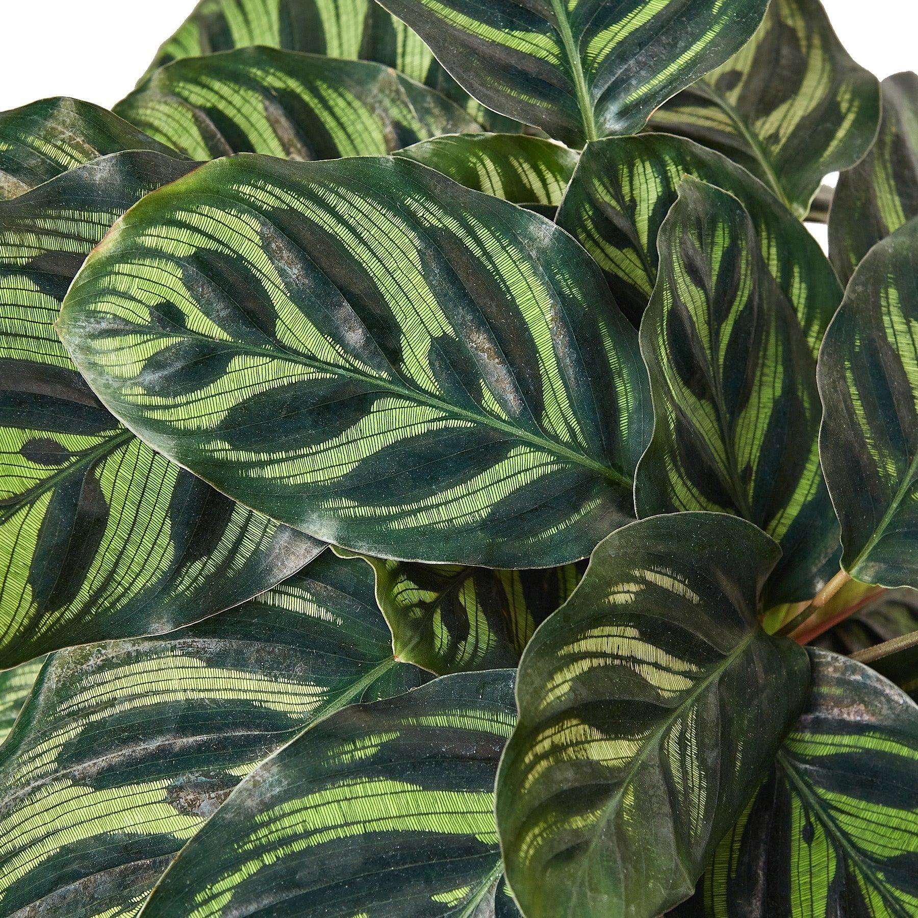 Calathea 'Makoyana' - 6