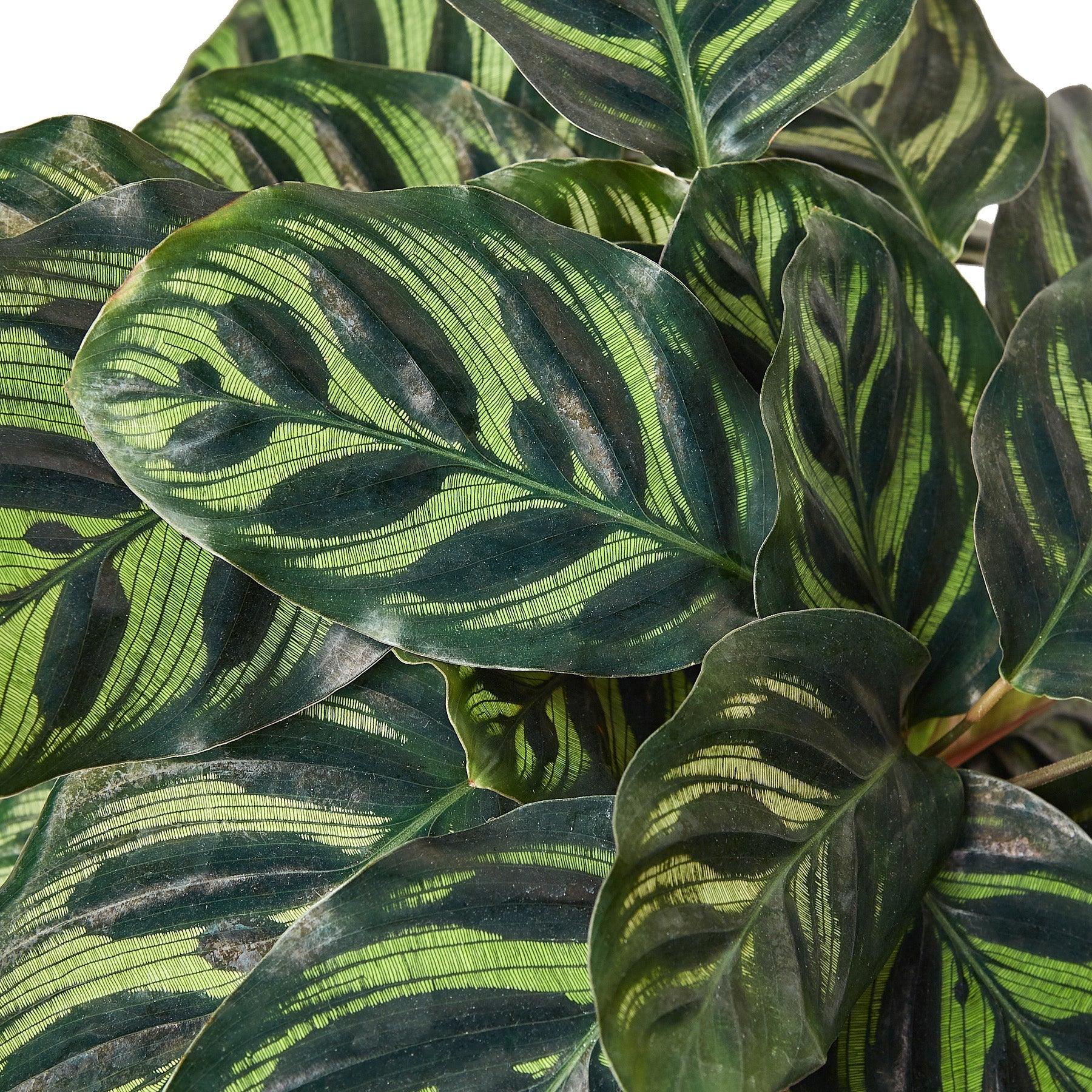 Calathea 'Makoyana' - 4