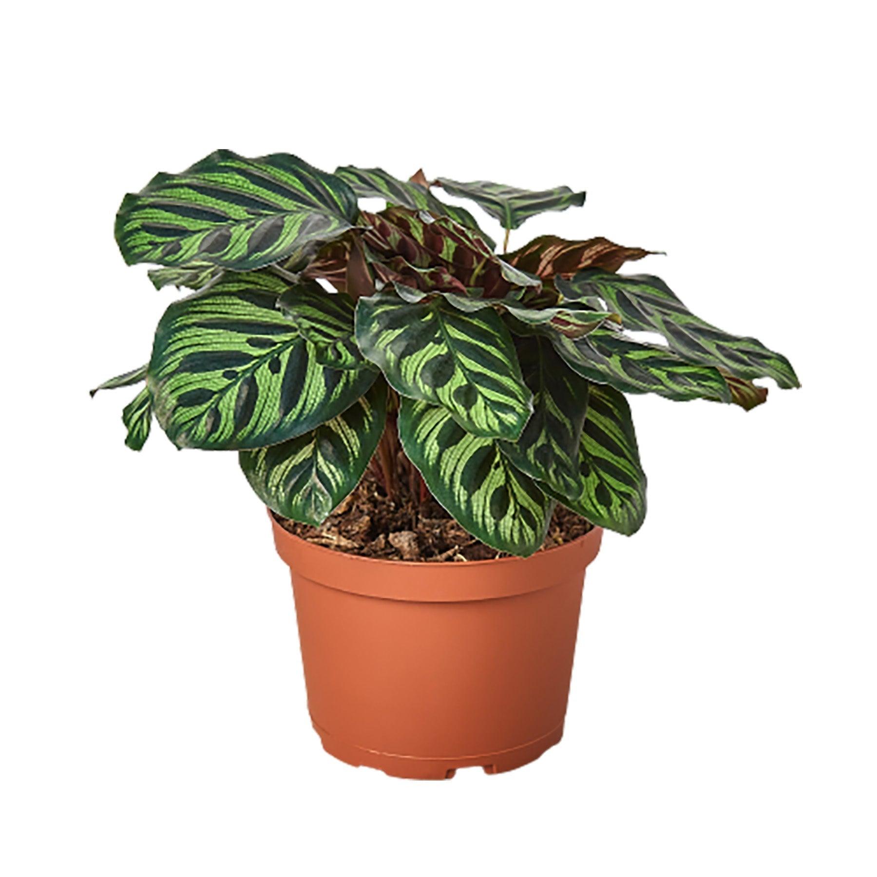 Calathea 'Makoyana' - 4