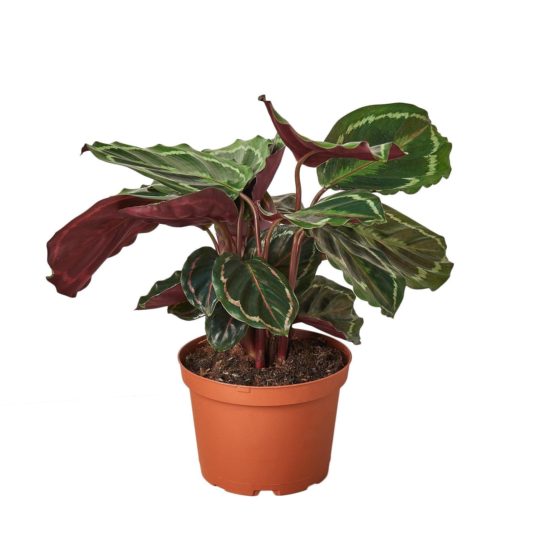 Calathea Roseopicta 'Medallion' - 6