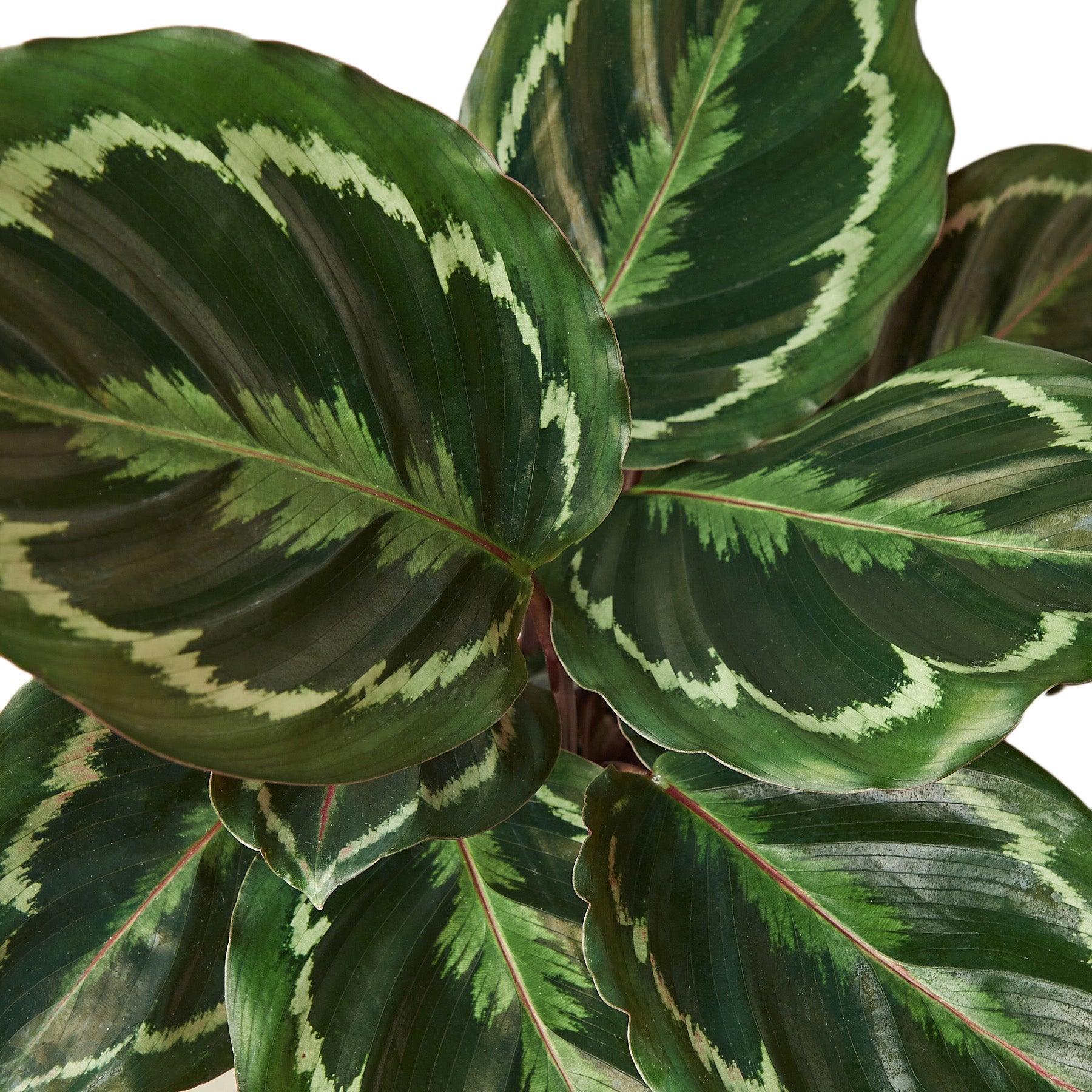 Calathea Roseopicta 'Medallion' - 6