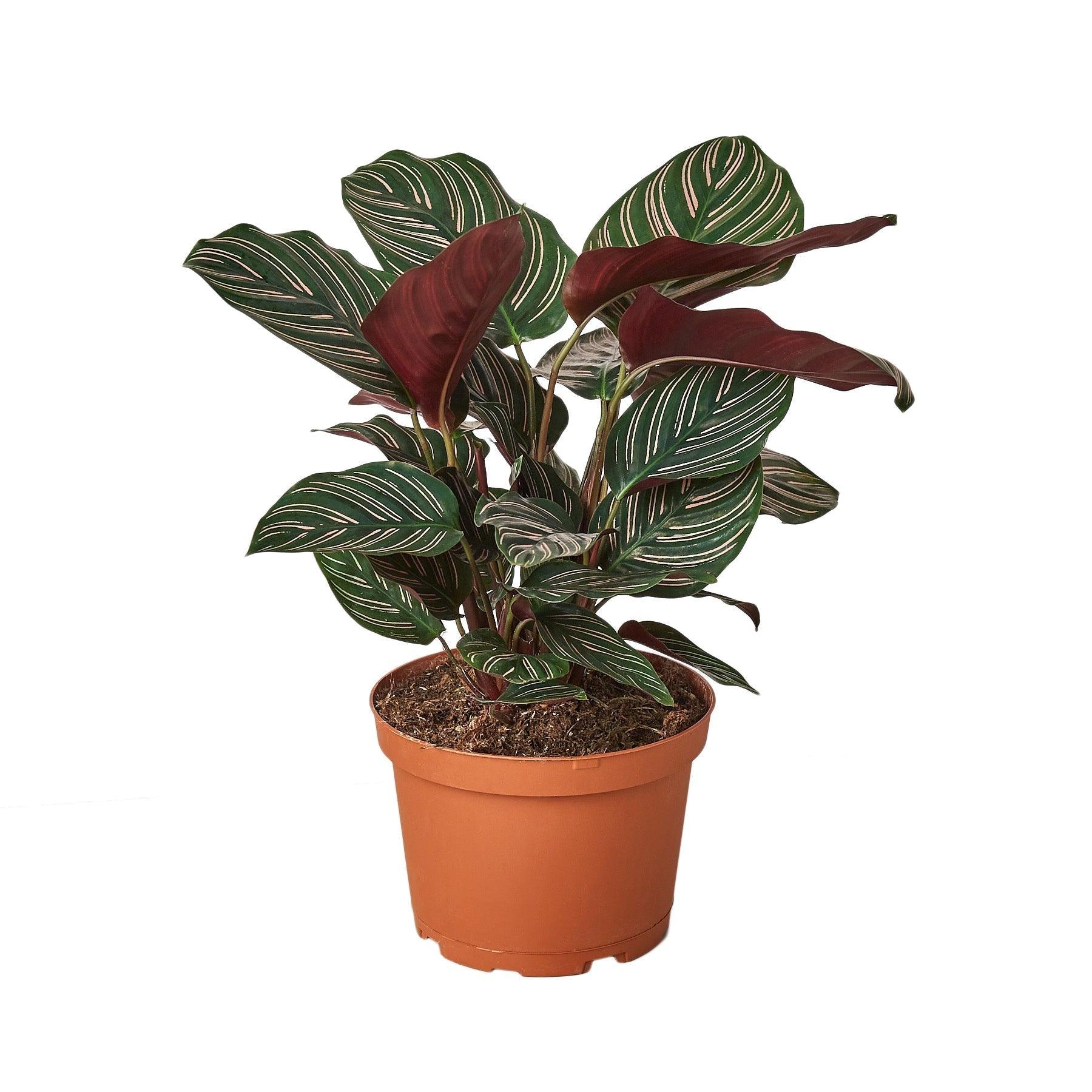 Calathea 'Ornata' - 6