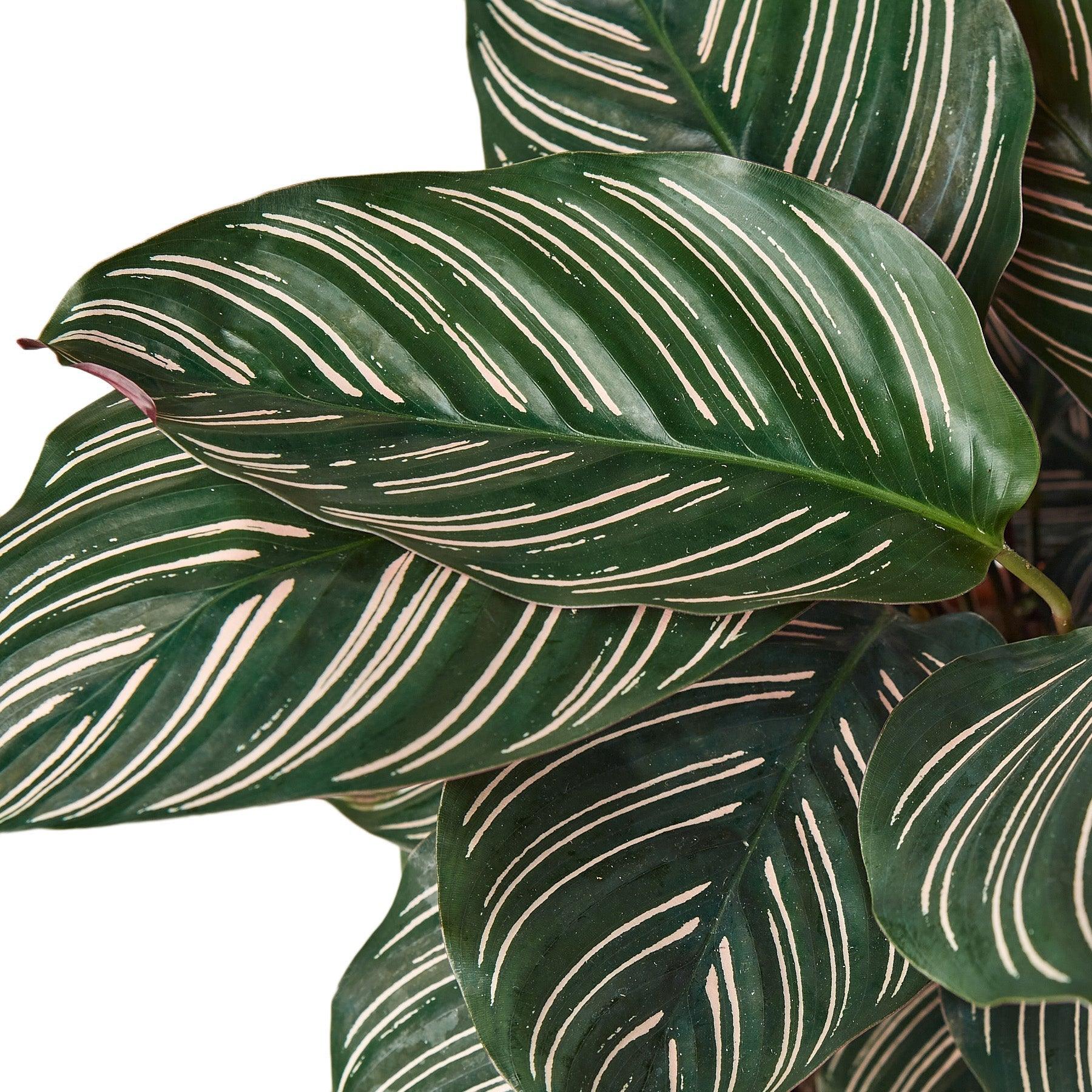 Calathea 'Ornata' - 6