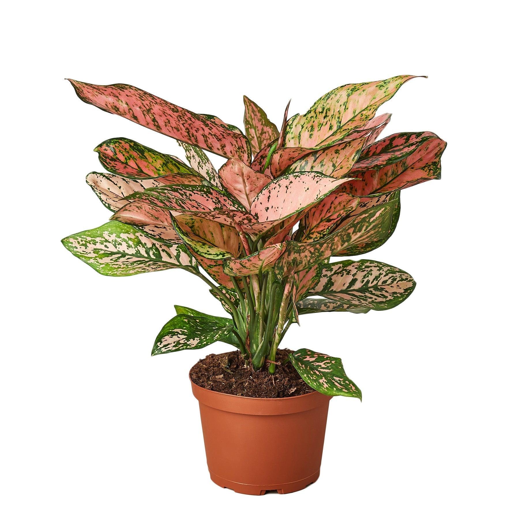 Chinese Evergreen 'Lady Valentine' - 4