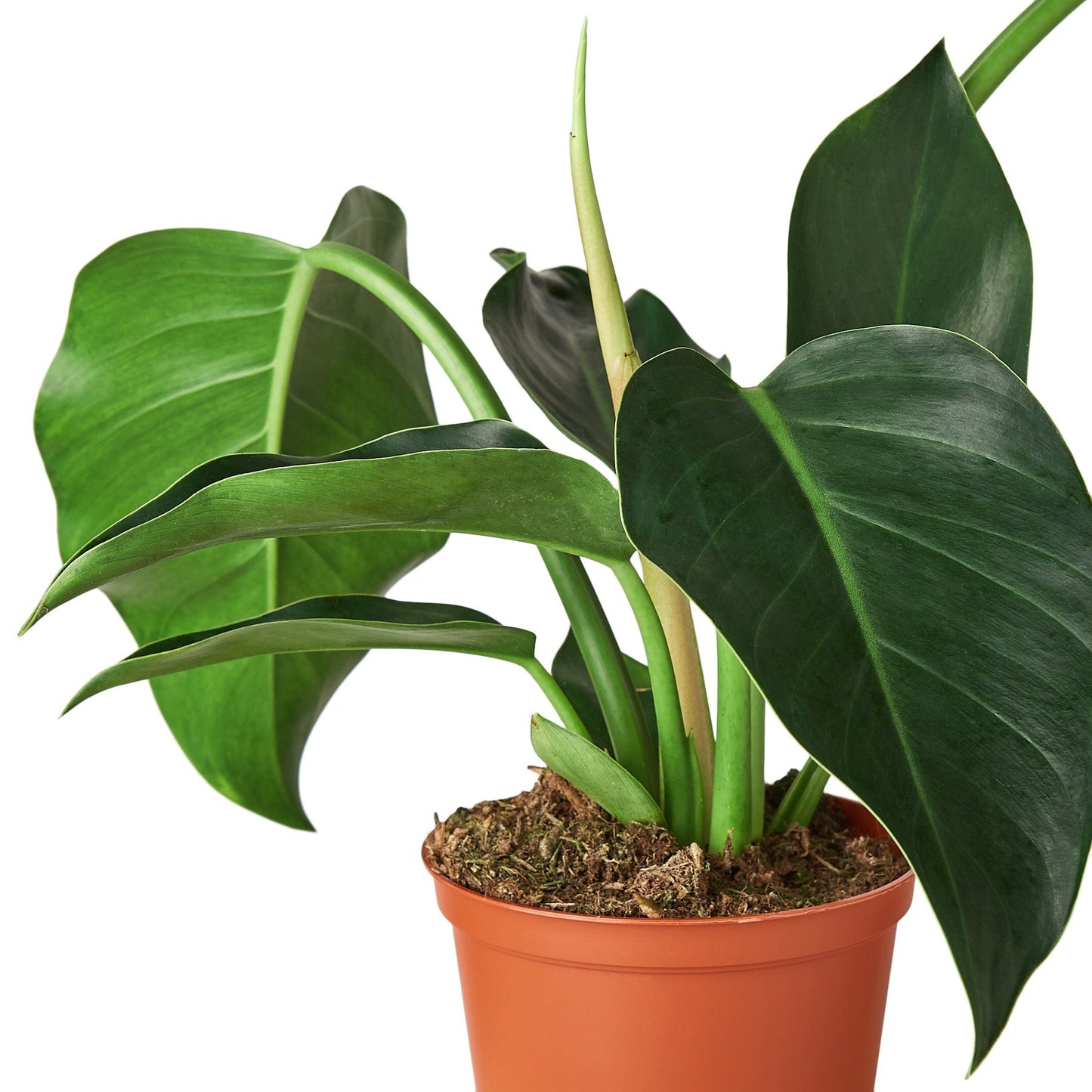 Philodendron 'Congo Green' - 4" Pot - NURSERY POT ONLY