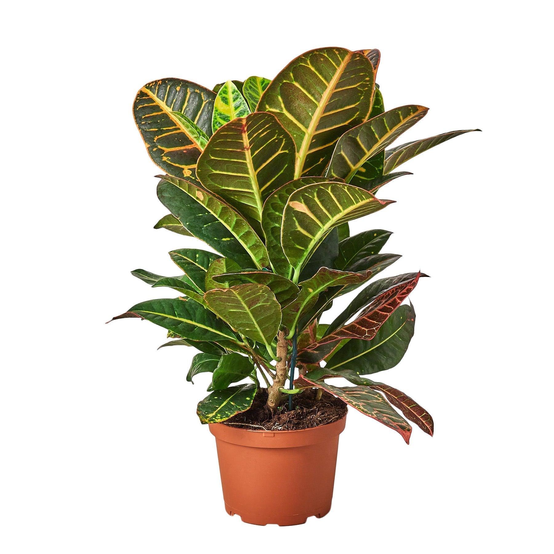 Croton Petra 'Joseph's Coat' - 6