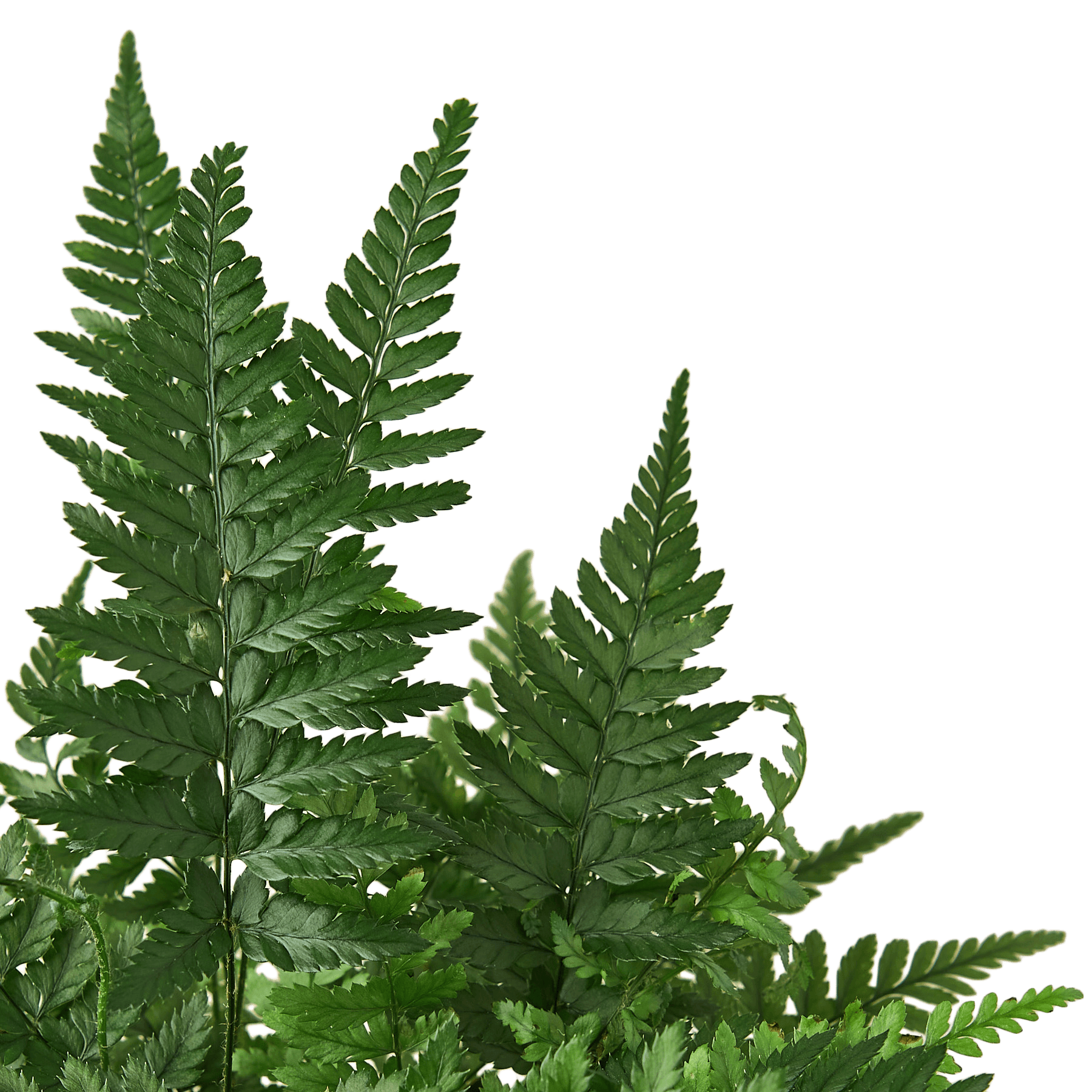 'Korean Rock' Fern