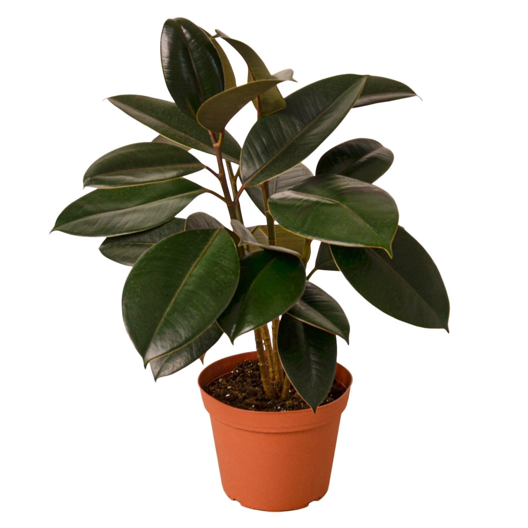 Ficus Elastica 'Burgundy' - 6