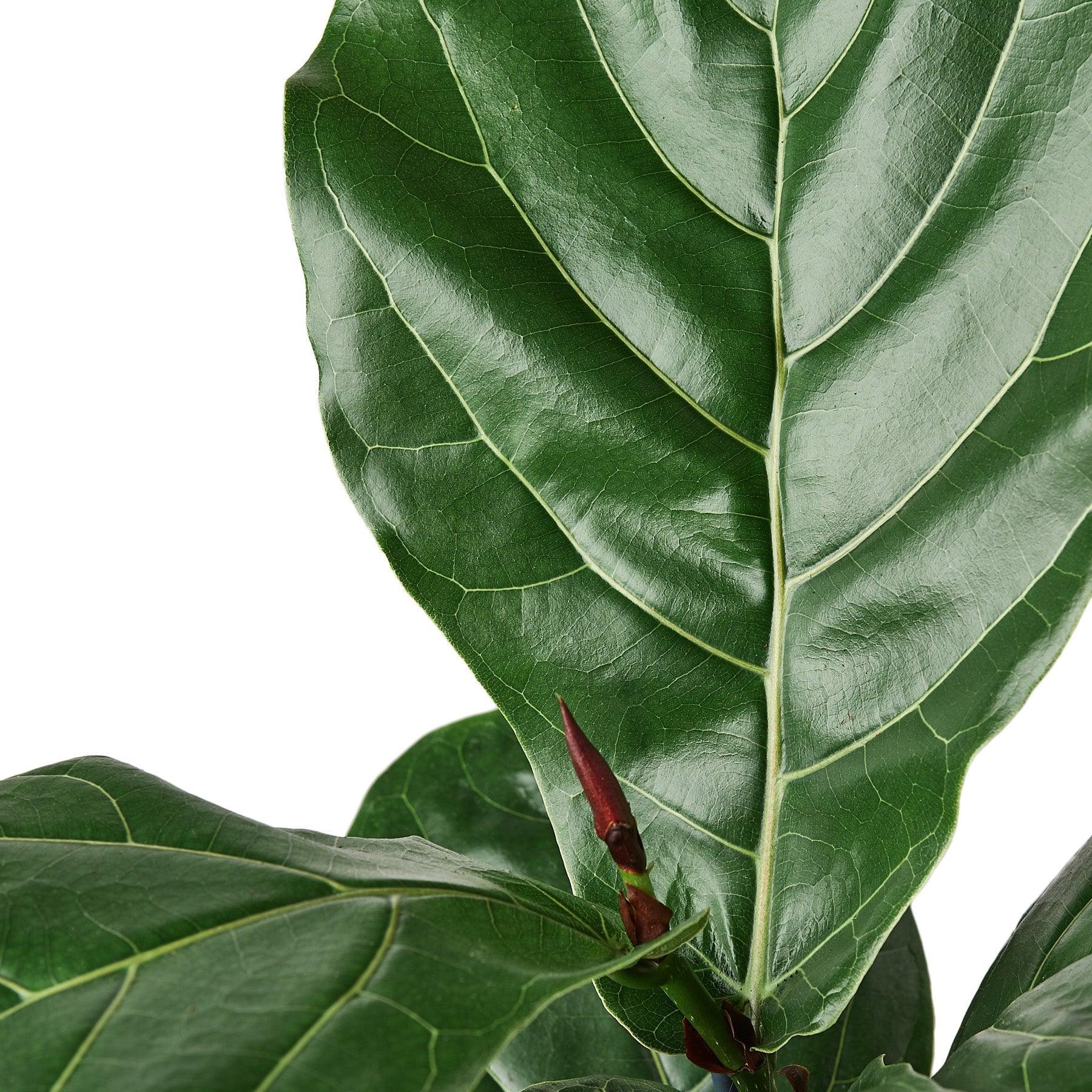 Ficus Lyrata 'Fiddle Leaf Fig' - 6