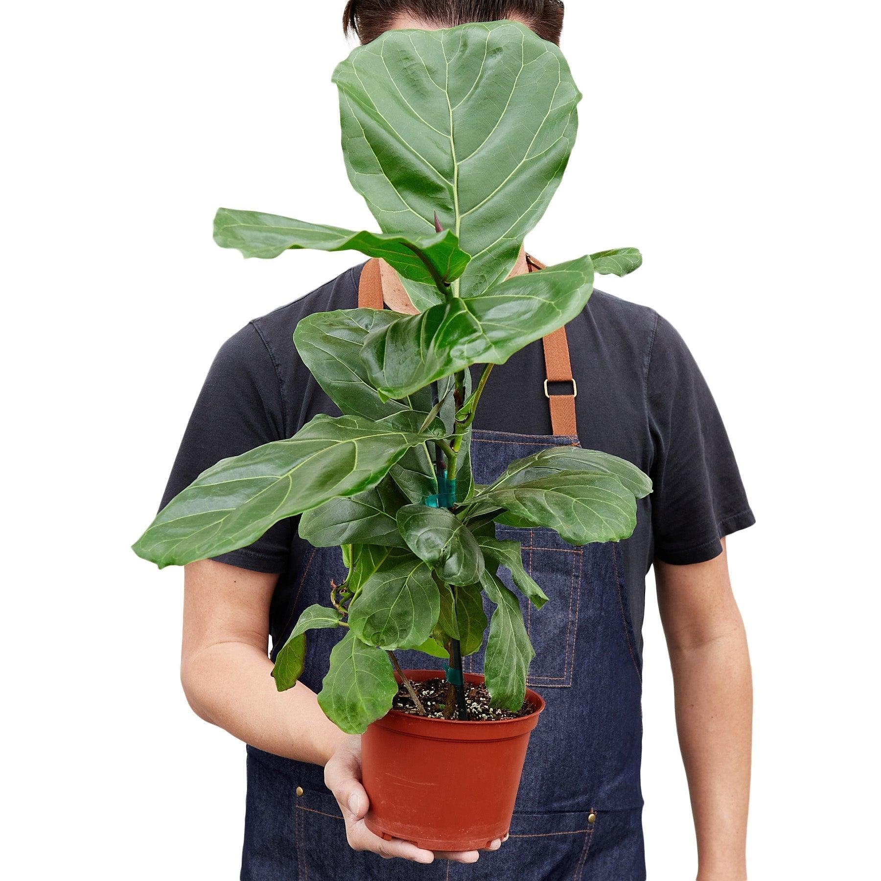 Ficus Lyrata 'Fiddle Leaf Fig' - 6