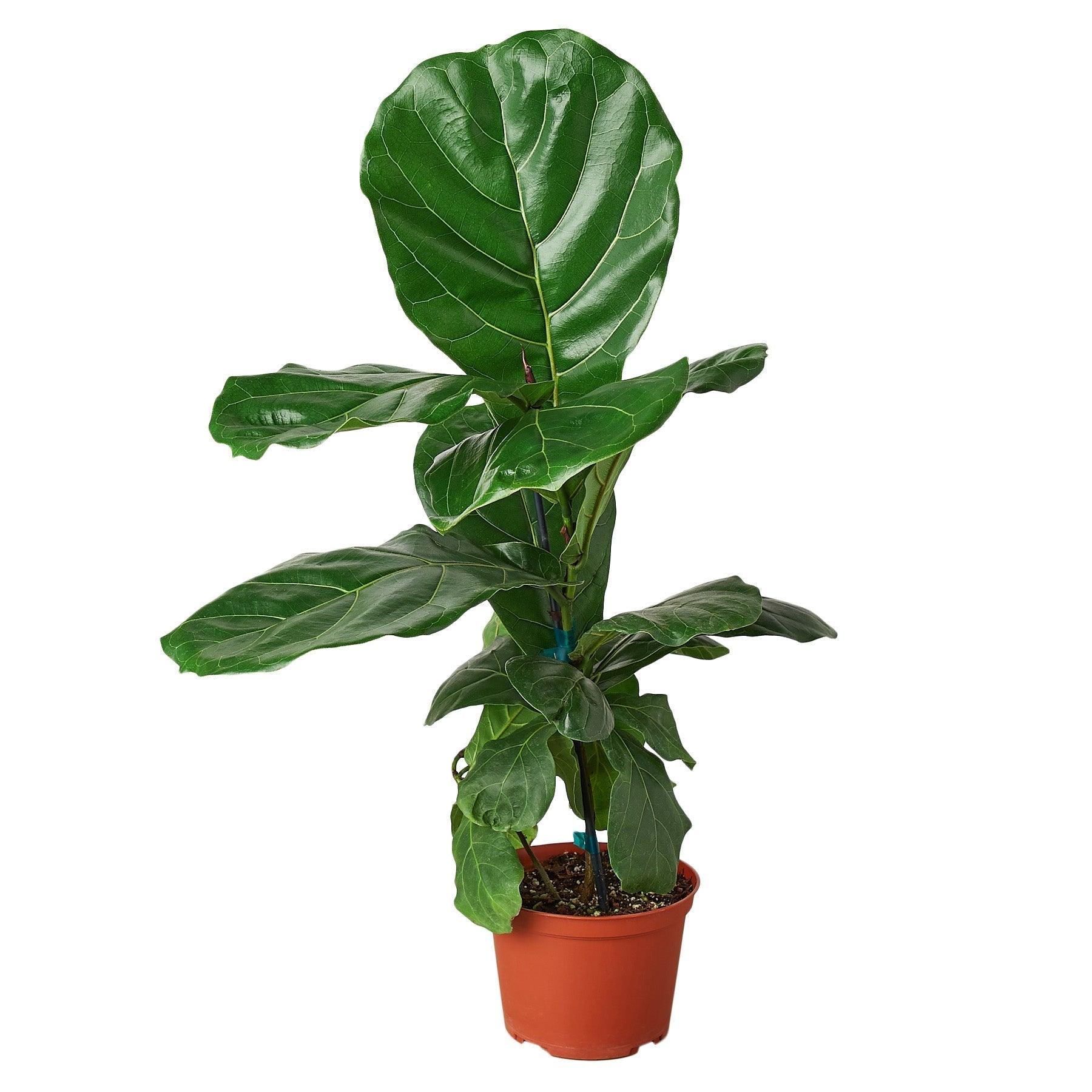 Ficus Lyrata 'Fiddle Leaf Fig' - 6