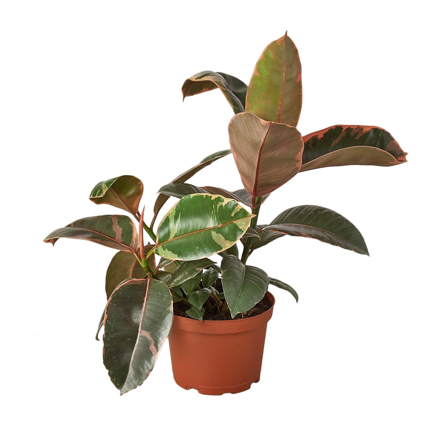 Ficus Elastica 'Ruby Pink' - 4