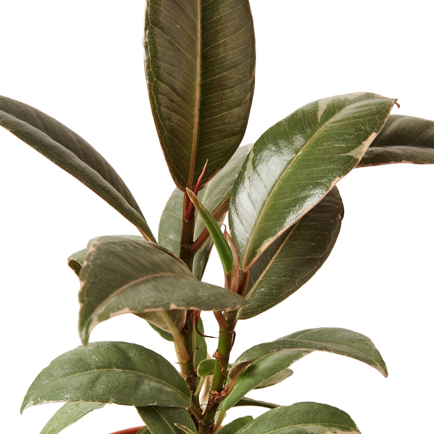 Ficus Elastica 'Tineke' - 4" Pot - NURSERY POT ONLY