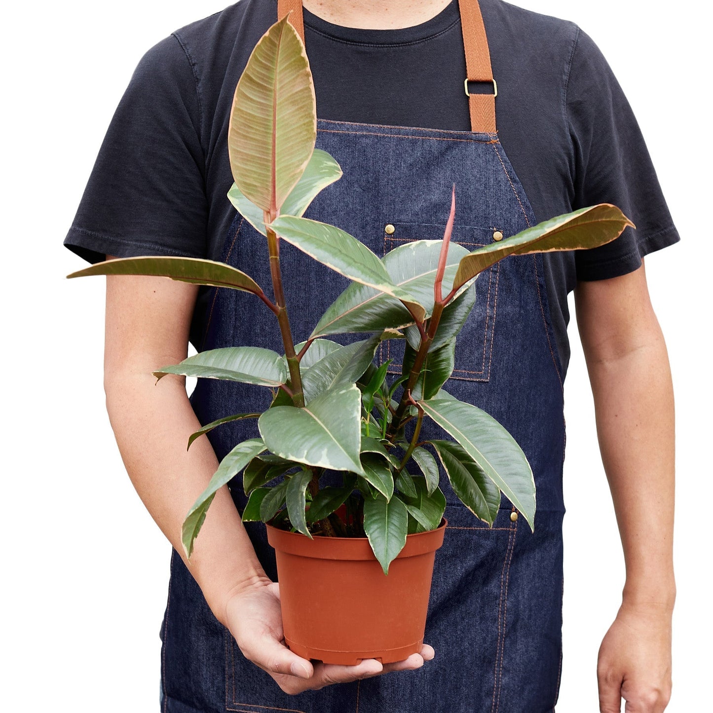Ficus Elastica 'Tineke' - 6" Pot - NURSERY POT ONLY