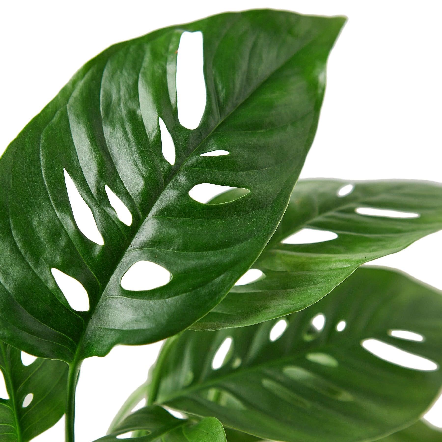 Monstera Adansonii 'Swiss Cheese' - 4