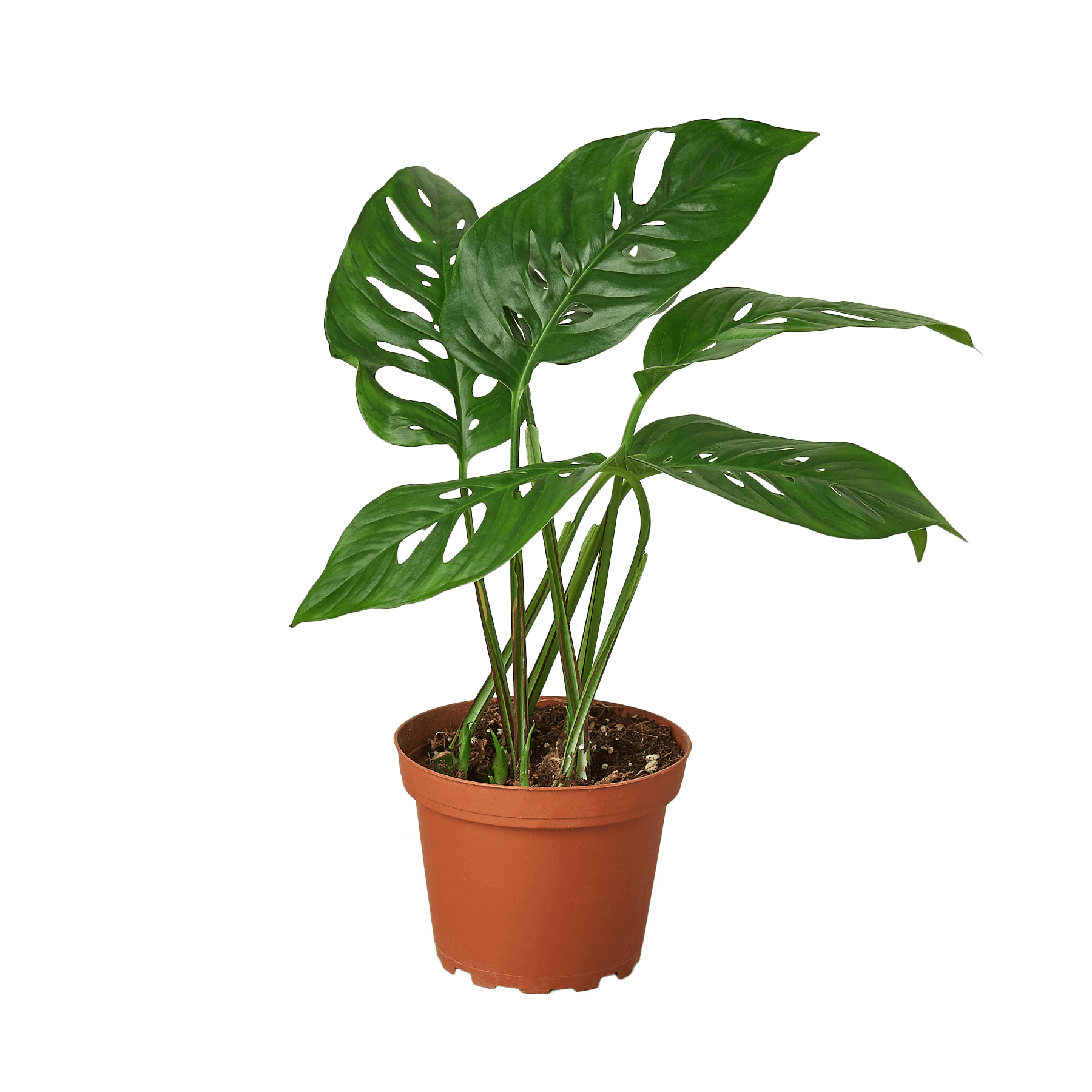 Monstera Adansonii 'Swiss Cheese' - 4