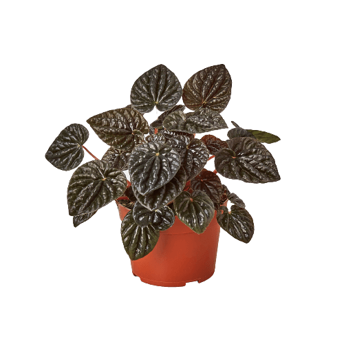 Peperomia 'Ripple Red' - 4