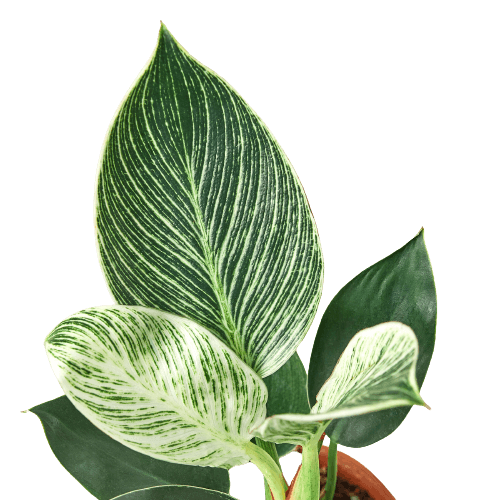 Philodendron 'Birkin' - 6