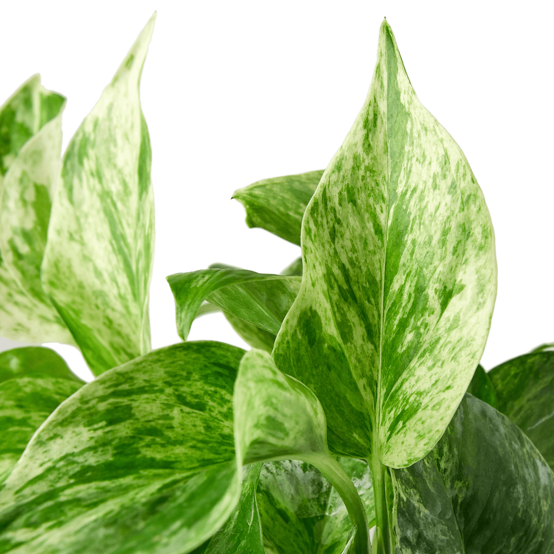 Pothos 'Marble Queen'