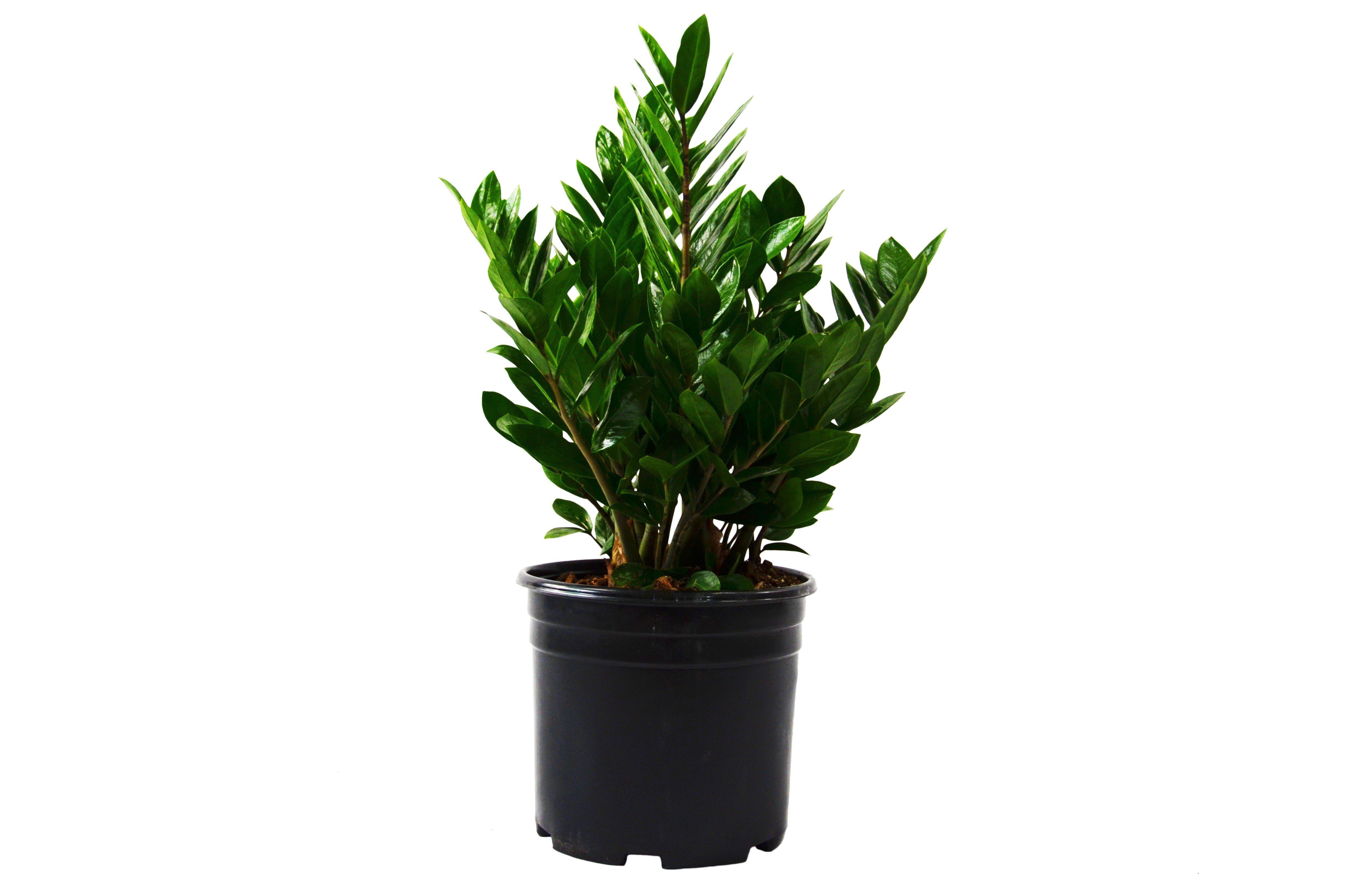 Zamioculcas Zamiifolia ZZ - 10