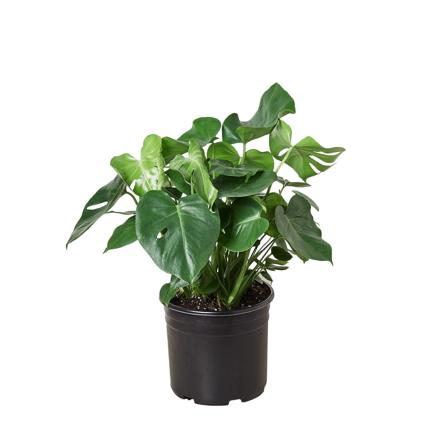 Philodendron ‘Monstera' - 10