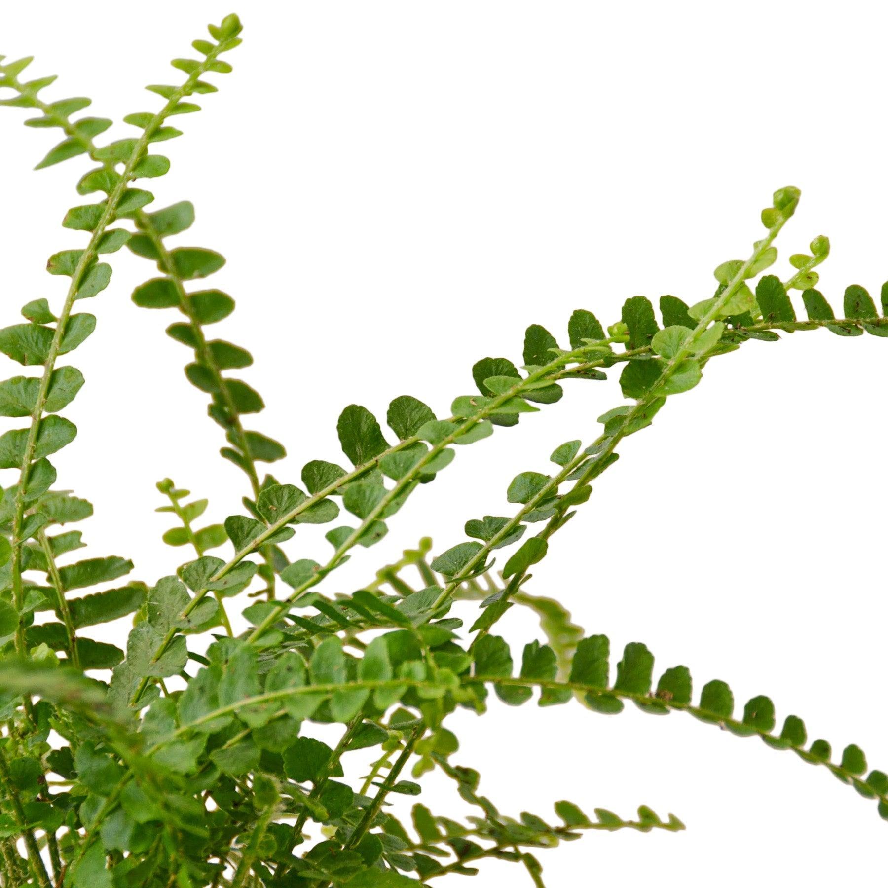 Fern 'Lemon Button' - 4