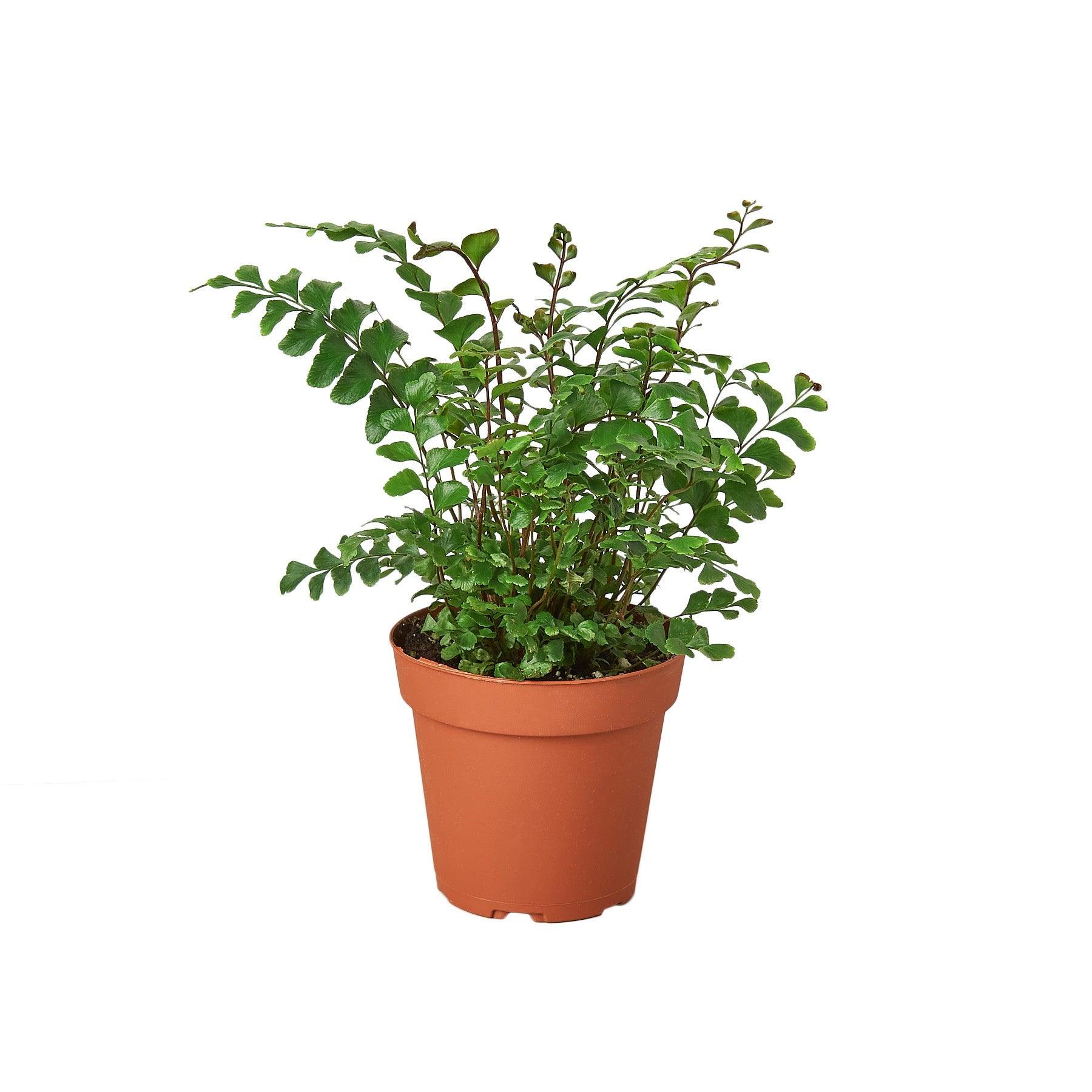 Mahogany Fern