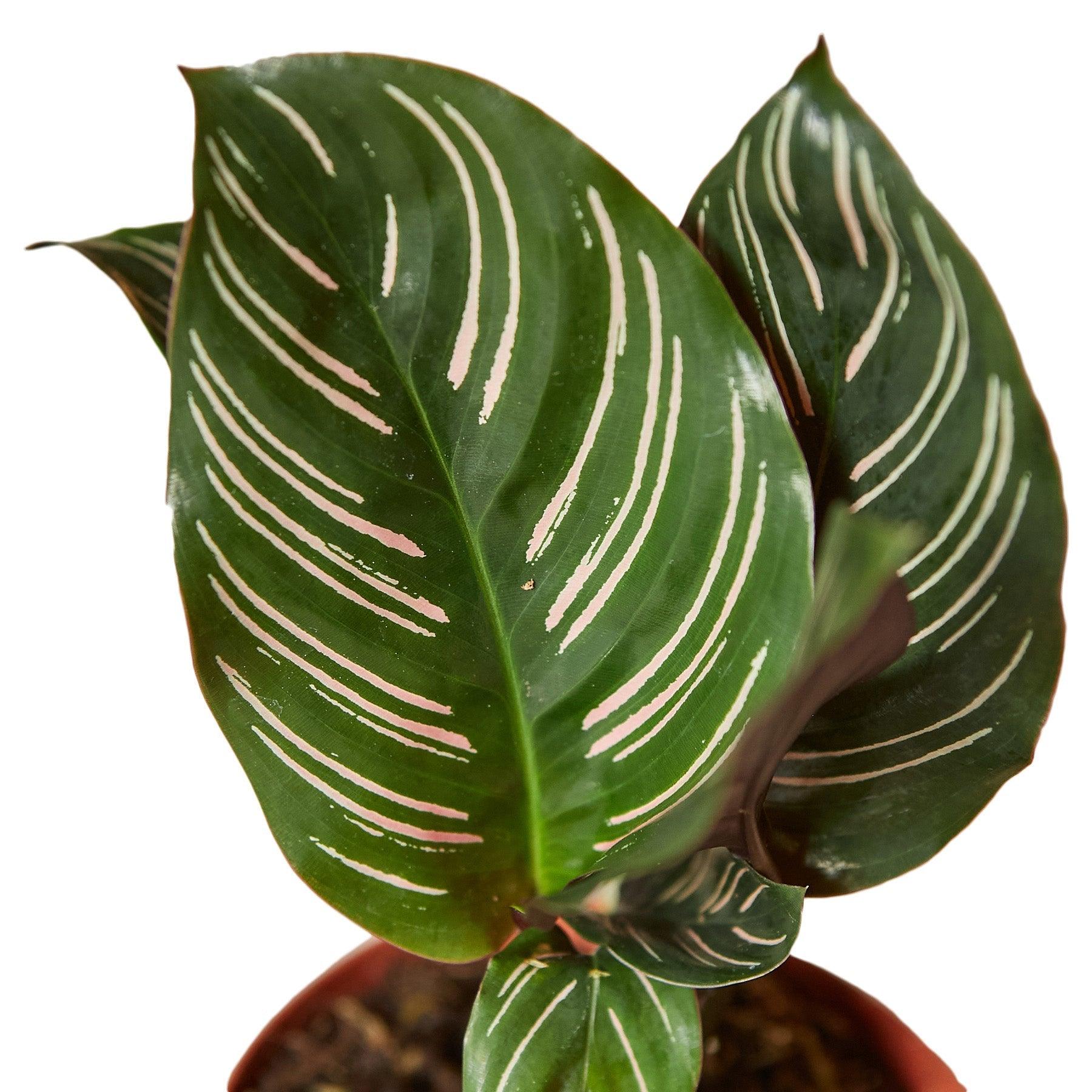 Calathea 'Ornata' - 4