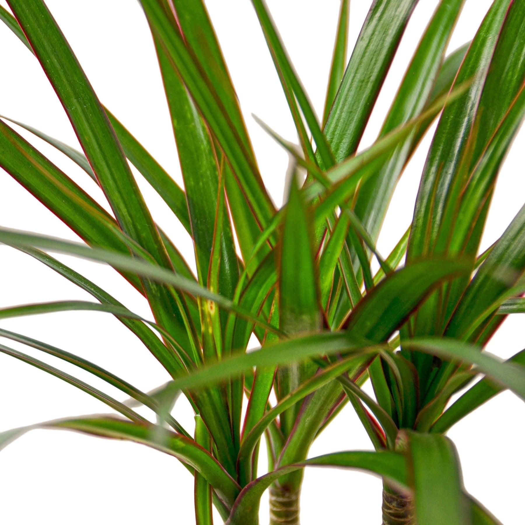 Dracaena Marginata Cane - 4