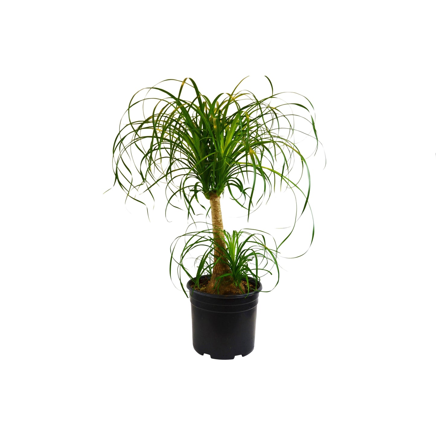 Palm 'Ponytail' - In 10" Pot