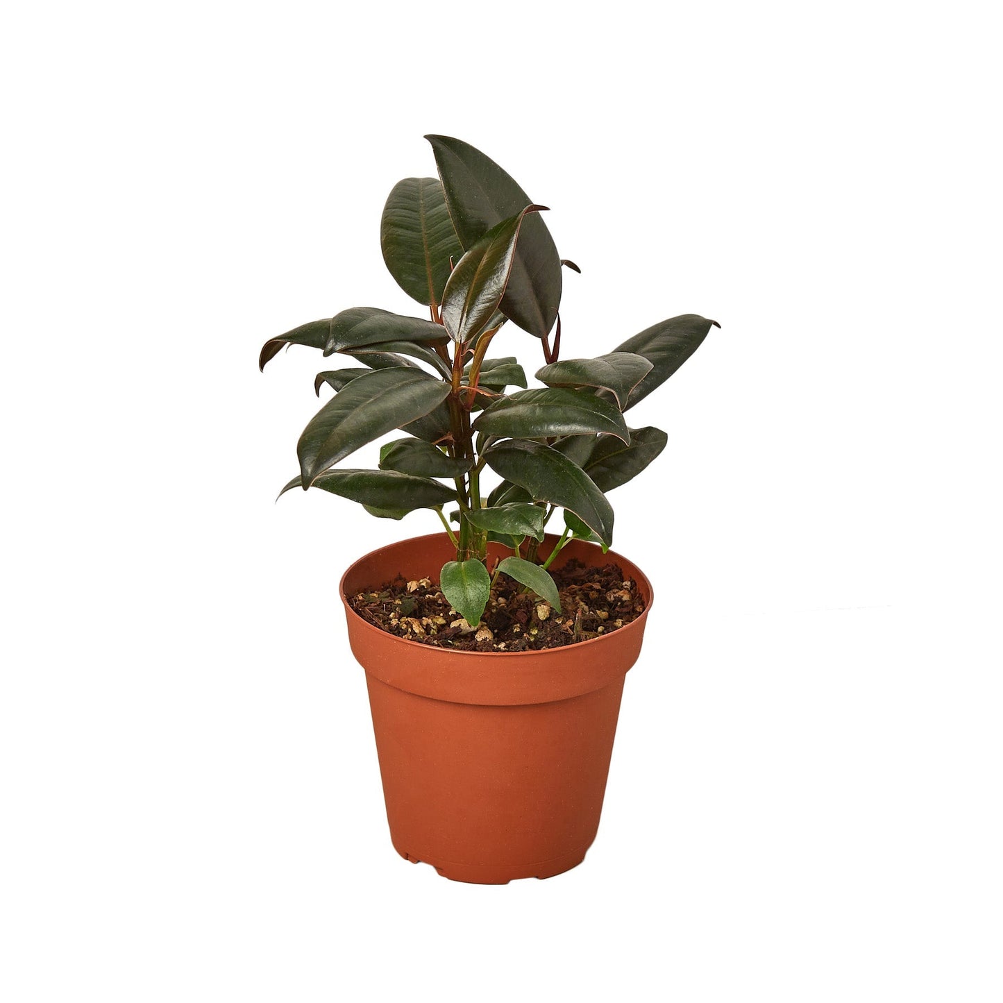 Ficus Elastica 'Burgundy' - 4" Pot - NURSERY POT ONLY